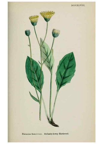 Reproducción/Reproduction 48717459253: English botany, or, Coloured figures of British plants /. London :R. Hardwicke,1863-1886.. 