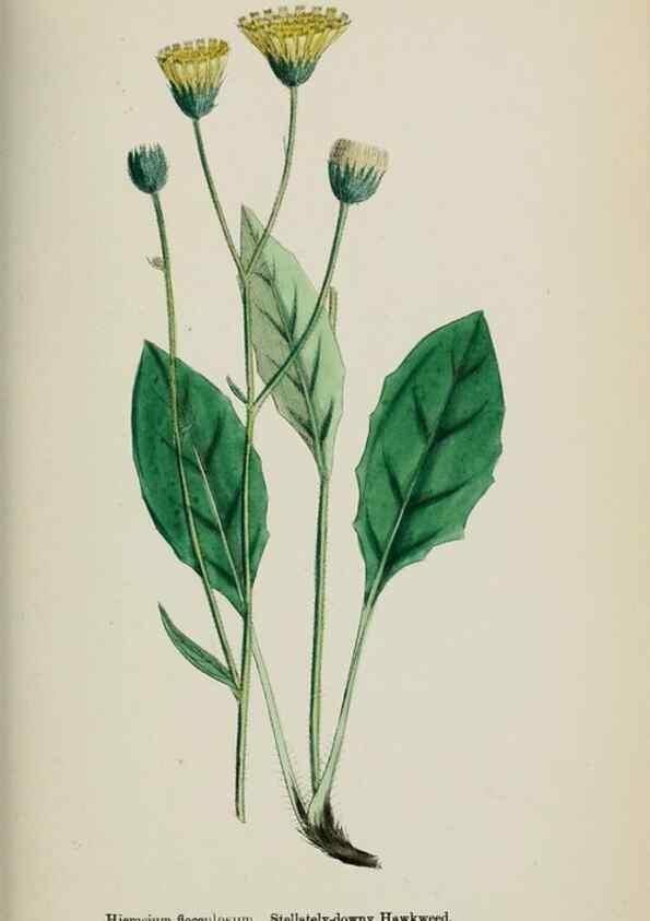Reproducción/Reproduction 48717459253: English botany, or, Coloured figures of British plants /. London :R. Hardwicke,1863-1886.. 