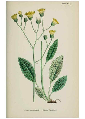 Reproducción/Reproduction 48717796371: English botany, or, Coloured figures of British plants /. London :R. Hardwicke,1863-1886.. 