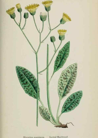 Reproducción/Reproduction 48717796371: English botany, or, Coloured figures of British plants /. London :R. Hardwicke,1863-1886.. 