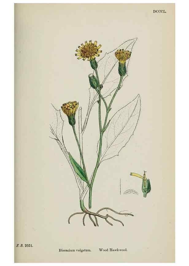Reproducción/Reproduction 48717967222: English botany, or, Coloured figures of British plants /. London :R. Hardwicke,1863-1886.. 