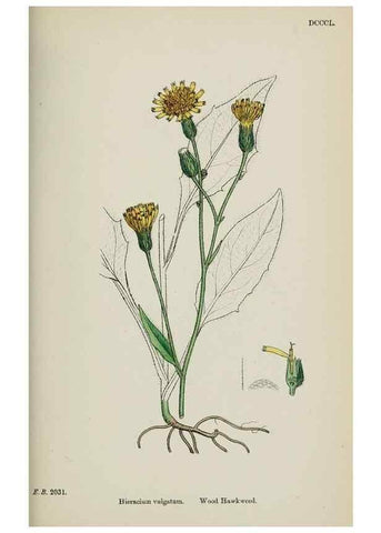 Reproducción/Reproduction 48717967222: English botany, or, Coloured figures of British plants /. London :R. Hardwicke,1863-1886.. 