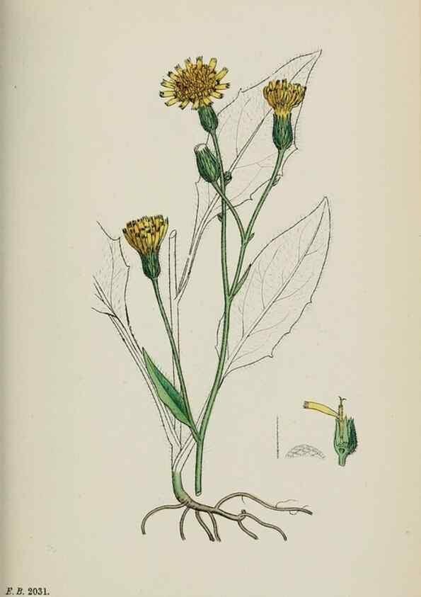 Reproducción/Reproduction 48717967222: English botany, or, Coloured figures of British plants /. London :R. Hardwicke,1863-1886.. 