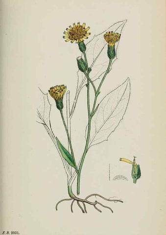 Reproducción/Reproduction 48717967222: English botany, or, Coloured figures of British plants /. London :R. Hardwicke,1863-1886.. 