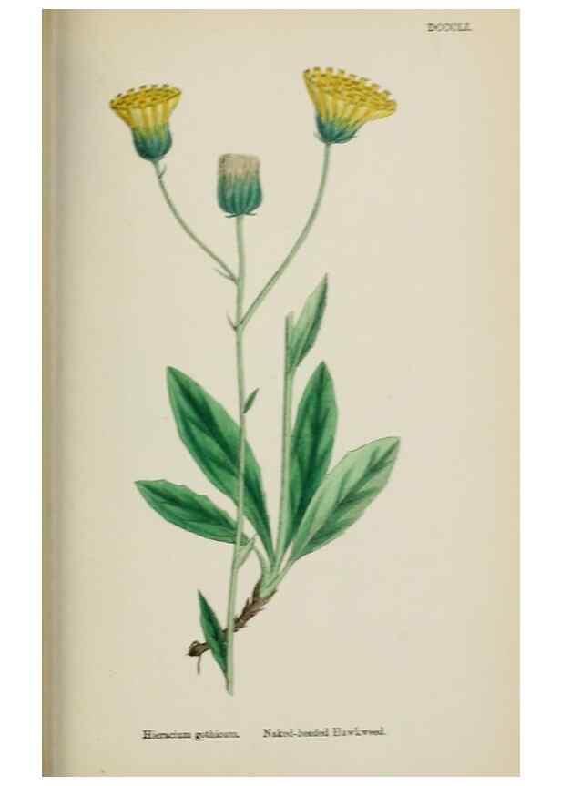 Reproducción/Reproduction 48717796901: English botany, or, Coloured figures of British plants /. London :R. Hardwicke,1863-1886.. 