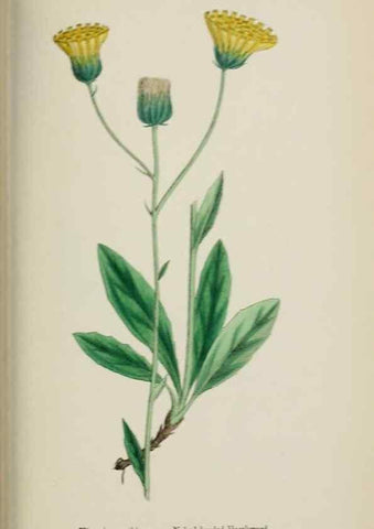 Reproducción/Reproduction 48717796901: English botany, or, Coloured figures of British plants /. London :R. Hardwicke,1863-1886.. 