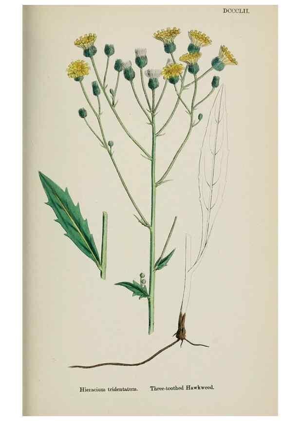 Reproducción/Reproduction 48717460363: English botany, or, Coloured figures of British plants /. London :R. Hardwicke,1863-1886.. 