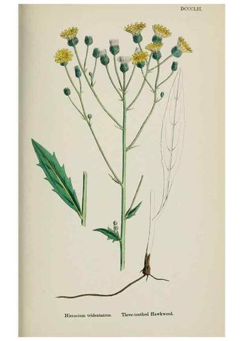 Reproducción/Reproduction 48717460363: English botany, or, Coloured figures of British plants /. London :R. Hardwicke,1863-1886.. 