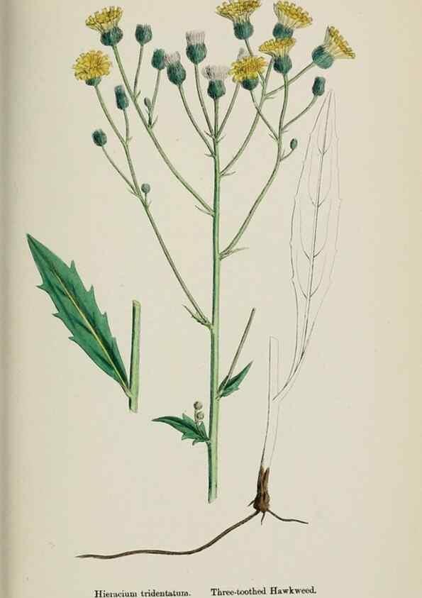 Reproducción/Reproduction 48717460363: English botany, or, Coloured figures of British plants /. London :R. Hardwicke,1863-1886.. 