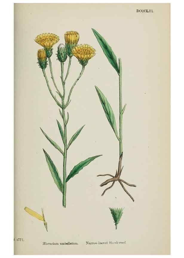 Reproducción/Reproduction 48717968032: English botany, or, Coloured figures of British plants /. London :R. Hardwicke,1863-1886.. 