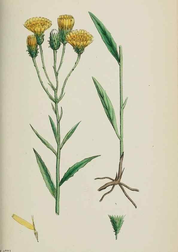 Reproducción/Reproduction 48717968032: English botany, or, Coloured figures of British plants /. London :R. Hardwicke,1863-1886.. 