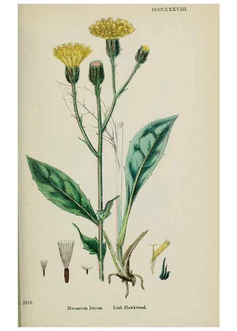 Reproducción/Reproduction 48717963402: English botany, or, Coloured figures of British plants /. London :R. Hardwicke,1863-1886.. 
