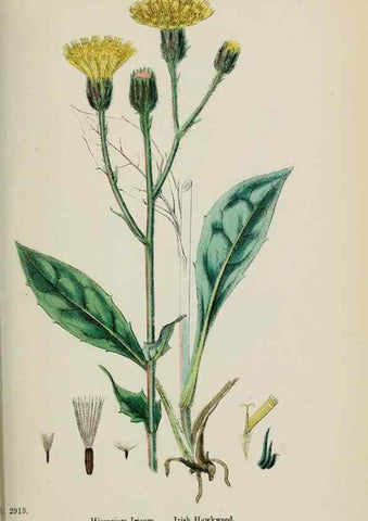 Reproducción/Reproduction 48717963402: English botany, or, Coloured figures of British plants /. London :R. Hardwicke,1863-1886.. 