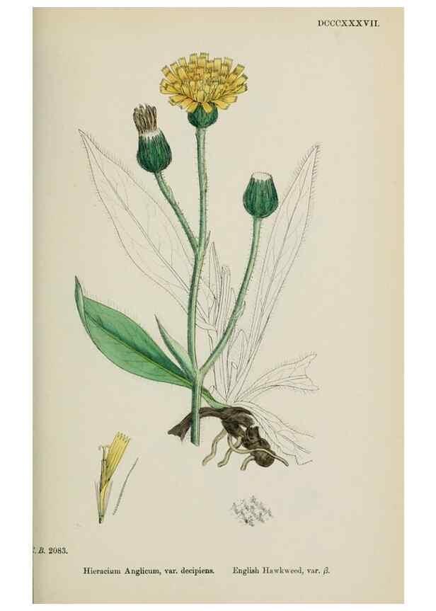 Reproducción/Reproduction 48717455923: English botany, or, Coloured figures of British plants /. London :R. Hardwicke,1863-1886.. 