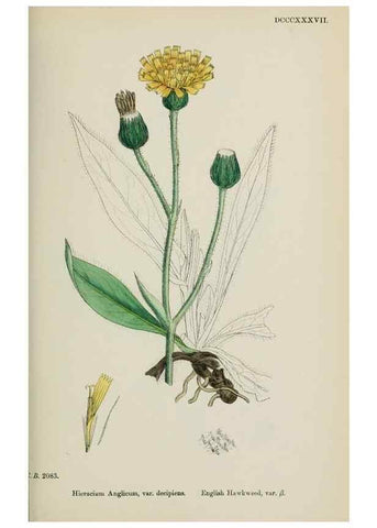 Reproducción/Reproduction 48717455923: English botany, or, Coloured figures of British plants /. London :R. Hardwicke,1863-1886.. 