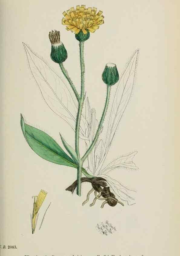 Reproducción/Reproduction 48717455923: English botany, or, Coloured figures of British plants /. London :R. Hardwicke,1863-1886.. 
