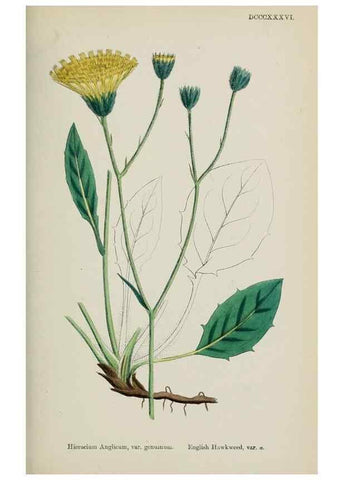 Reproducción/Reproduction 48717455653: English botany, or, Coloured figures of British plants /. London :R. Hardwicke,1863-1886.. 