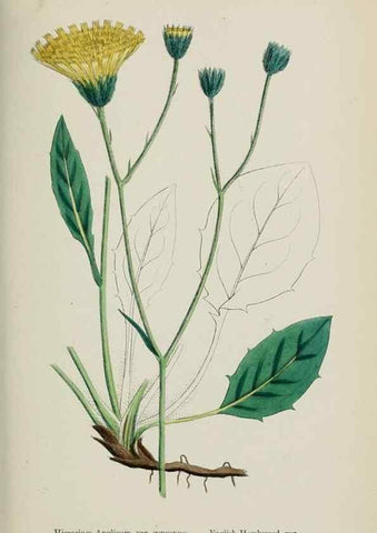 Reproducción/Reproduction 48717455653: English botany, or, Coloured figures of British plants /. London :R. Hardwicke,1863-1886.. 