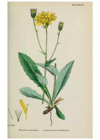 Reproducción/Reproduction 48717455373: English botany, or, Coloured figures of British plants /. London :R. Hardwicke,1863-1886.. 