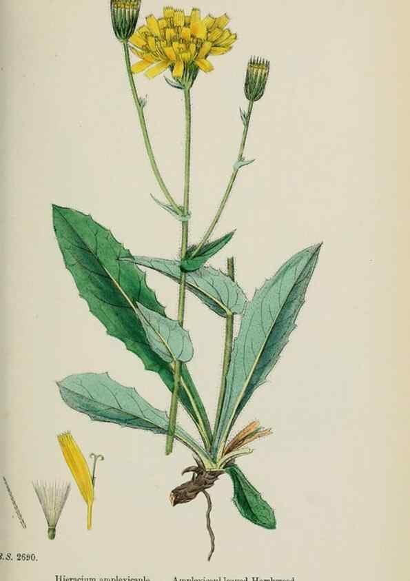 Reproducción/Reproduction 48717455373: English botany, or, Coloured figures of British plants /. London :R. Hardwicke,1863-1886.. 