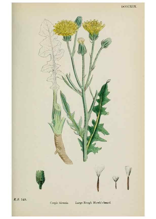 Reproducción/Reproduction 48717451048: English botany, or, Coloured figures of British plants /. London :R. Hardwicke,1863-1886.. 