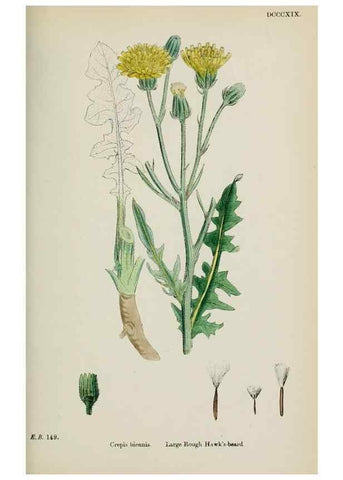 Reproducción/Reproduction 48717451048: English botany, or, Coloured figures of British plants /. London :R. Hardwicke,1863-1886.. 
