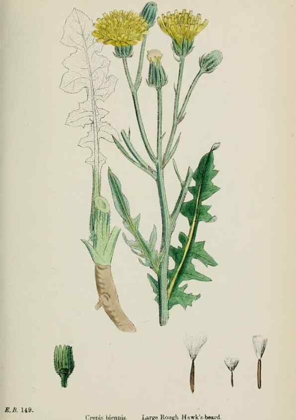 Reproducción/Reproduction 48717451048: English botany, or, Coloured figures of British plants /. London :R. Hardwicke,1863-1886.. 
