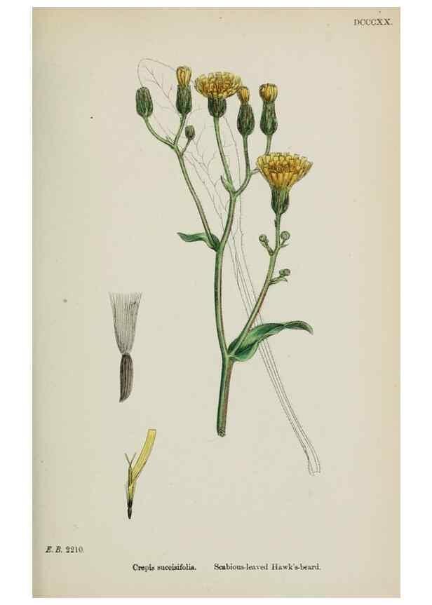 Reproducción/Reproduction 48717787876: English botany, or, Coloured figures of British plants /. London :R. Hardwicke,1863-1886.. 