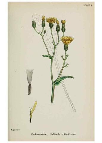 Reproducción/Reproduction 48717787876: English botany, or, Coloured figures of British plants /. London :R. Hardwicke,1863-1886.. 