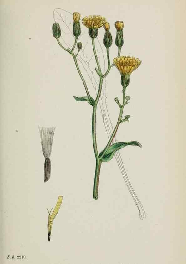 Reproducción/Reproduction 48717787876: English botany, or, Coloured figures of British plants /. London :R. Hardwicke,1863-1886.. 