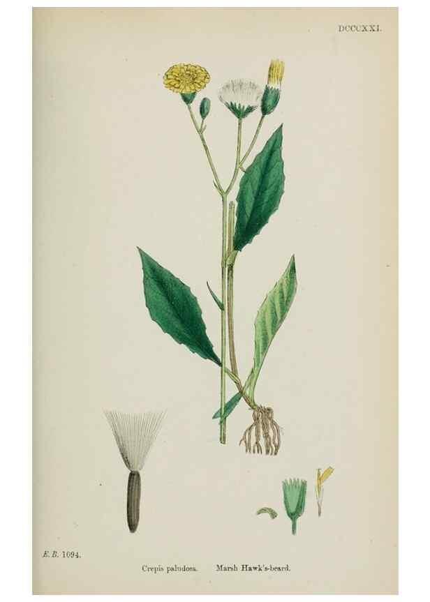 Reproducción/Reproduction 48717788246: English botany, or, Coloured figures of British plants /. London :R. Hardwicke,1863-1886.. 
