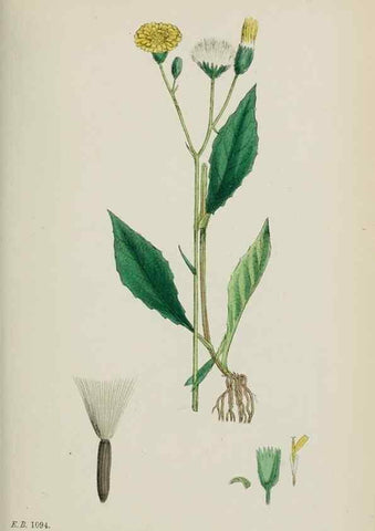 Reproducción/Reproduction 48717788246: English botany, or, Coloured figures of British plants /. London :R. Hardwicke,1863-1886.. 