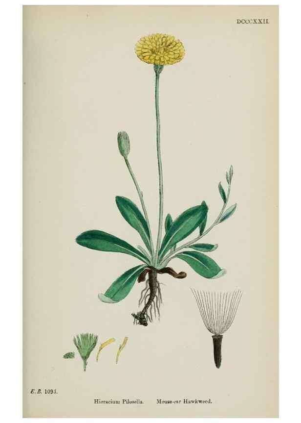 Reproducción/Reproduction 48717451813: English botany, or, Coloured figures of British plants /. London :R. Hardwicke,1863-1886.. 
