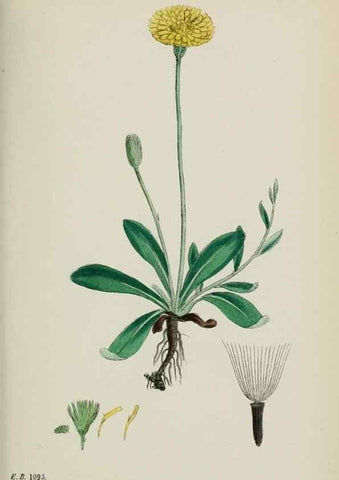 Reproducción/Reproduction 48717451813: English botany, or, Coloured figures of British plants /. London :R. Hardwicke,1863-1886.. 