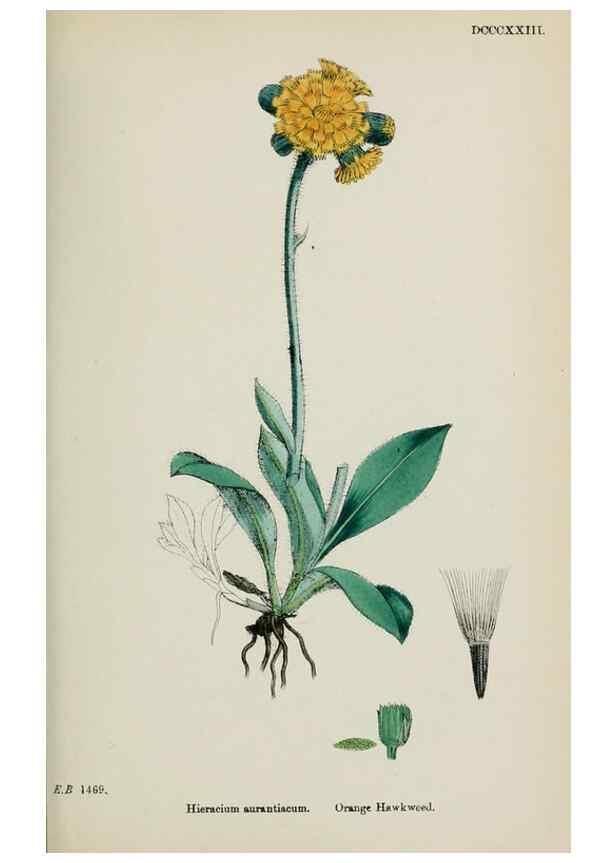 Reproducción/Reproduction 48717788826: English botany, or, Coloured figures of British plants /. London :R. Hardwicke,1863-1886.. 