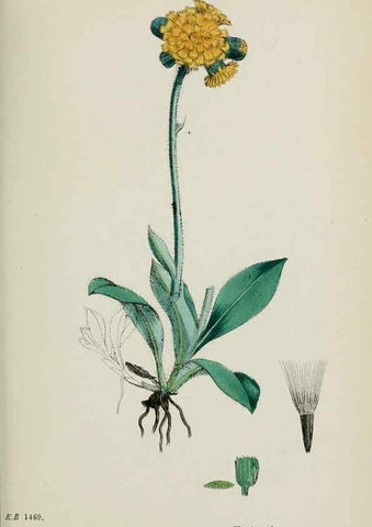 Reproducción/Reproduction 48717788826: English botany, or, Coloured figures of British plants /. London :R. Hardwicke,1863-1886.. 