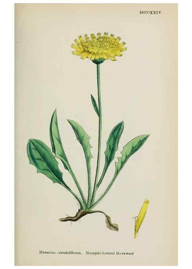 Reproducción/Reproduction 48717959507: English botany, or, Coloured figures of British plants /. London :R. Hardwicke,1863-1886.. 