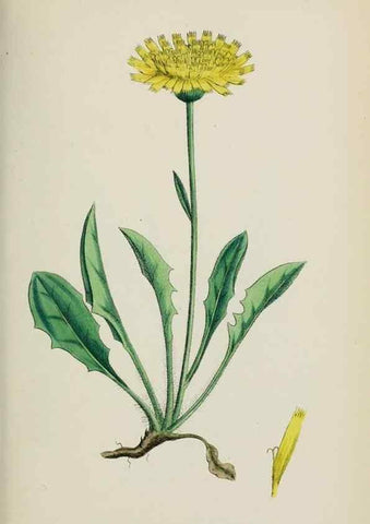 Reproducción/Reproduction 48717959507: English botany, or, Coloured figures of British plants /. London :R. Hardwicke,1863-1886.. 