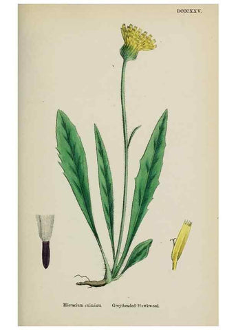 Reproducción/Reproduction 48717789416: English botany, or, Coloured figures of British plants /. London :R. Hardwicke,1863-1886.. 