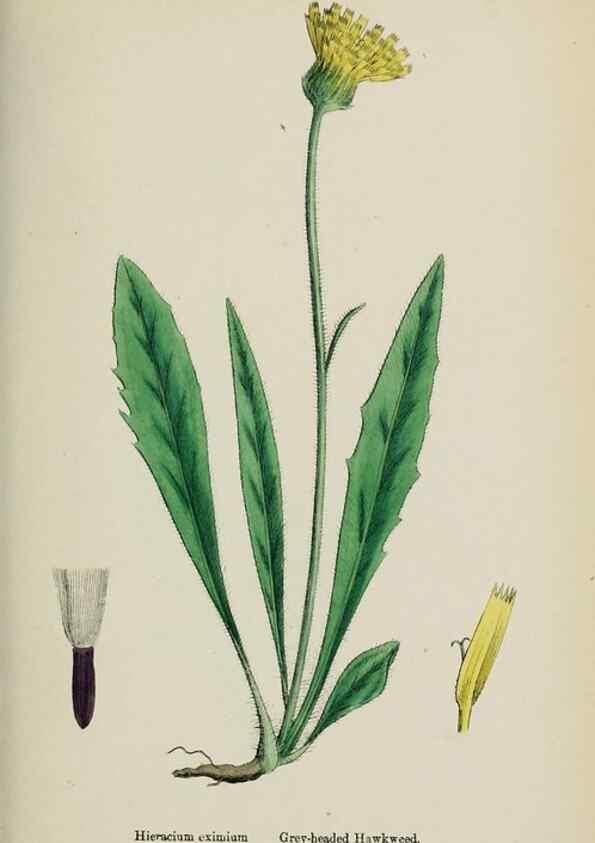 Reproducción/Reproduction 48717789416: English botany, or, Coloured figures of British plants /. London :R. Hardwicke,1863-1886.. 