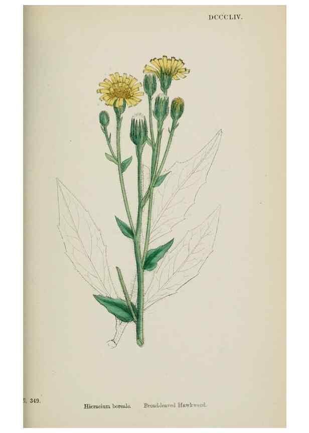 Reproducción/Reproduction 48717461058: English botany, or, Coloured figures of British plants /. London :R. Hardwicke,1863-1886.. 
