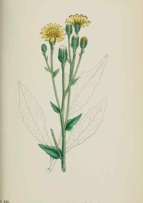 Reproducción/Reproduction 48717461058: English botany, or, Coloured figures of British plants /. London :R. Hardwicke,1863-1886.. 