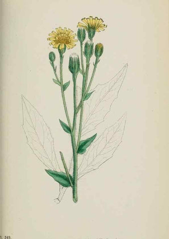 Reproducción/Reproduction 48717461058: English botany, or, Coloured figures of British plants /. London :R. Hardwicke,1863-1886.. 