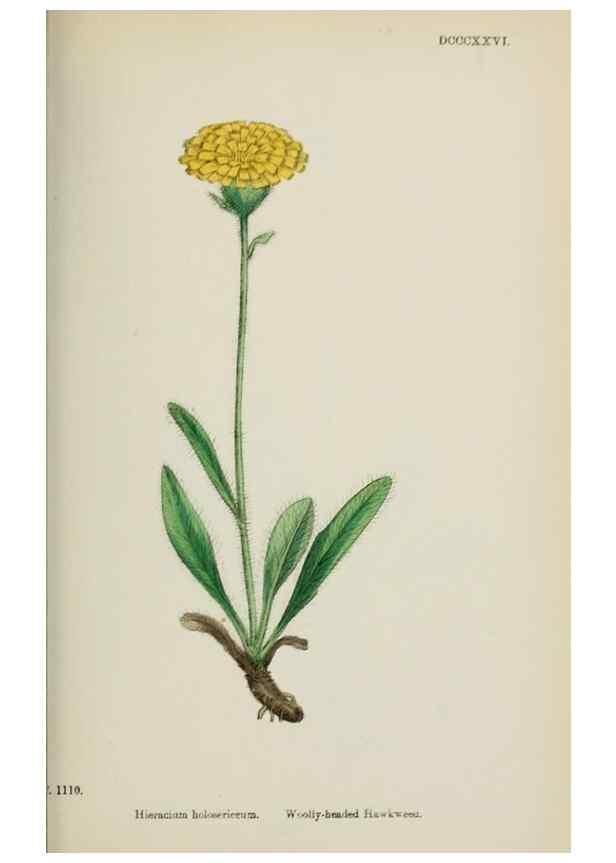 Reproducción/Reproduction 48717959957: English botany, or, Coloured figures of British plants /. London :R. Hardwicke,1863-1886.. 