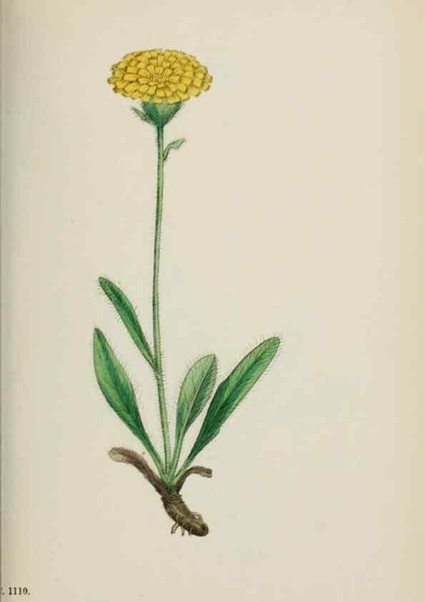 Reproducción/Reproduction 48717959957: English botany, or, Coloured figures of British plants /. London :R. Hardwicke,1863-1886.. 