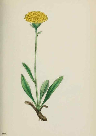 Reproducción/Reproduction 48717959957: English botany, or, Coloured figures of British plants /. London :R. Hardwicke,1863-1886.. 