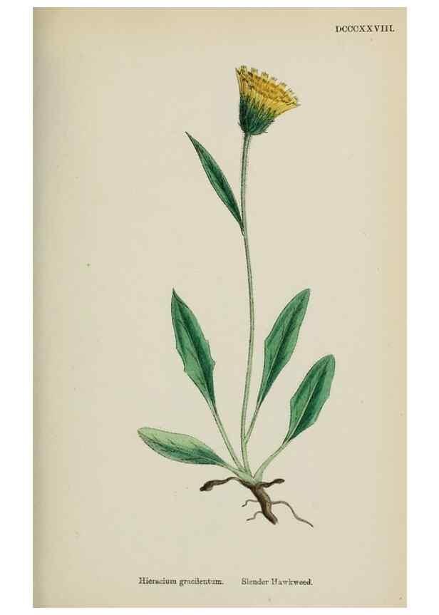 Reproducción/Reproduction 48717960452: English botany, or, Coloured figures of British plants /. London :R. Hardwicke,1863-1886.. 