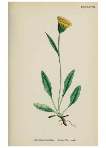 Reproducción/Reproduction 48717960452: English botany, or, Coloured figures of British plants /. London :R. Hardwicke,1863-1886.. 