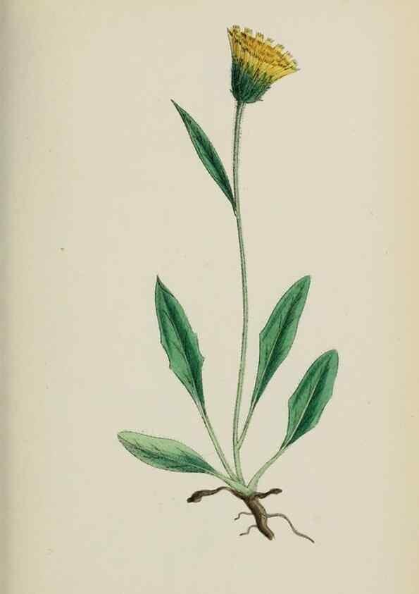 Reproducción/Reproduction 48717960452: English botany, or, Coloured figures of British plants /. London :R. Hardwicke,1863-1886.. 