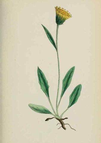 Reproducción/Reproduction 48717960452: English botany, or, Coloured figures of British plants /. London :R. Hardwicke,1863-1886.. 